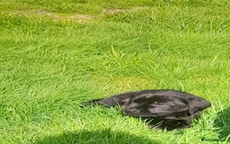 Labrador Retriever dogs for sale: Black labrador puppies - Image 6