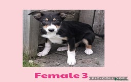 Border Collie dogs for sale: Border collie puppies  - Image 7
