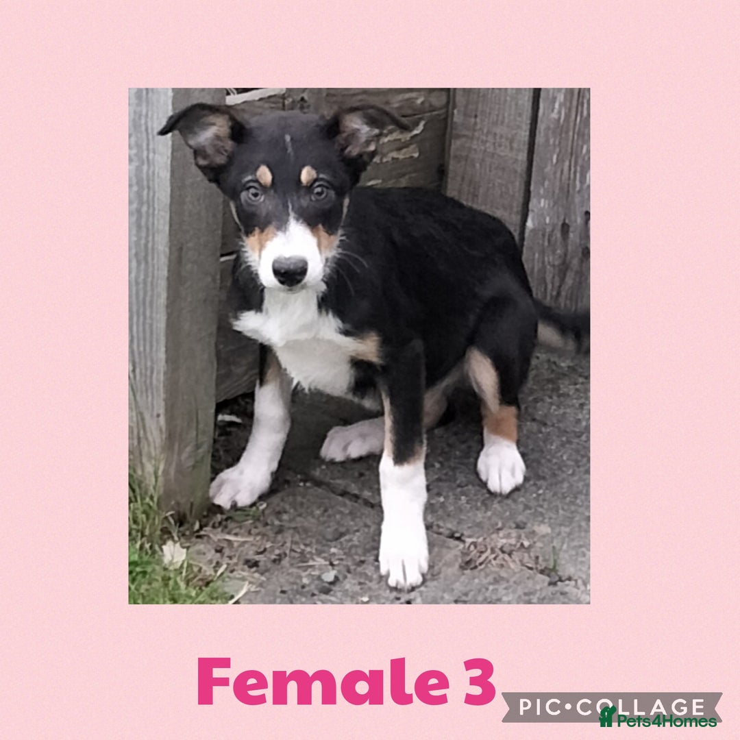 Border Collie dogs for sale: Border collie puppies  - Image 7