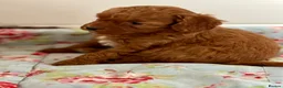 Cavapoo dogs for sale: Stunning red toy’s- Health Tested - KC parents - Advert 25