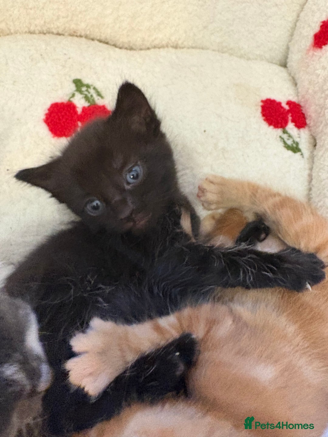 American Shorthair cats for sale: 5 beautiful kittens available  - Image 6