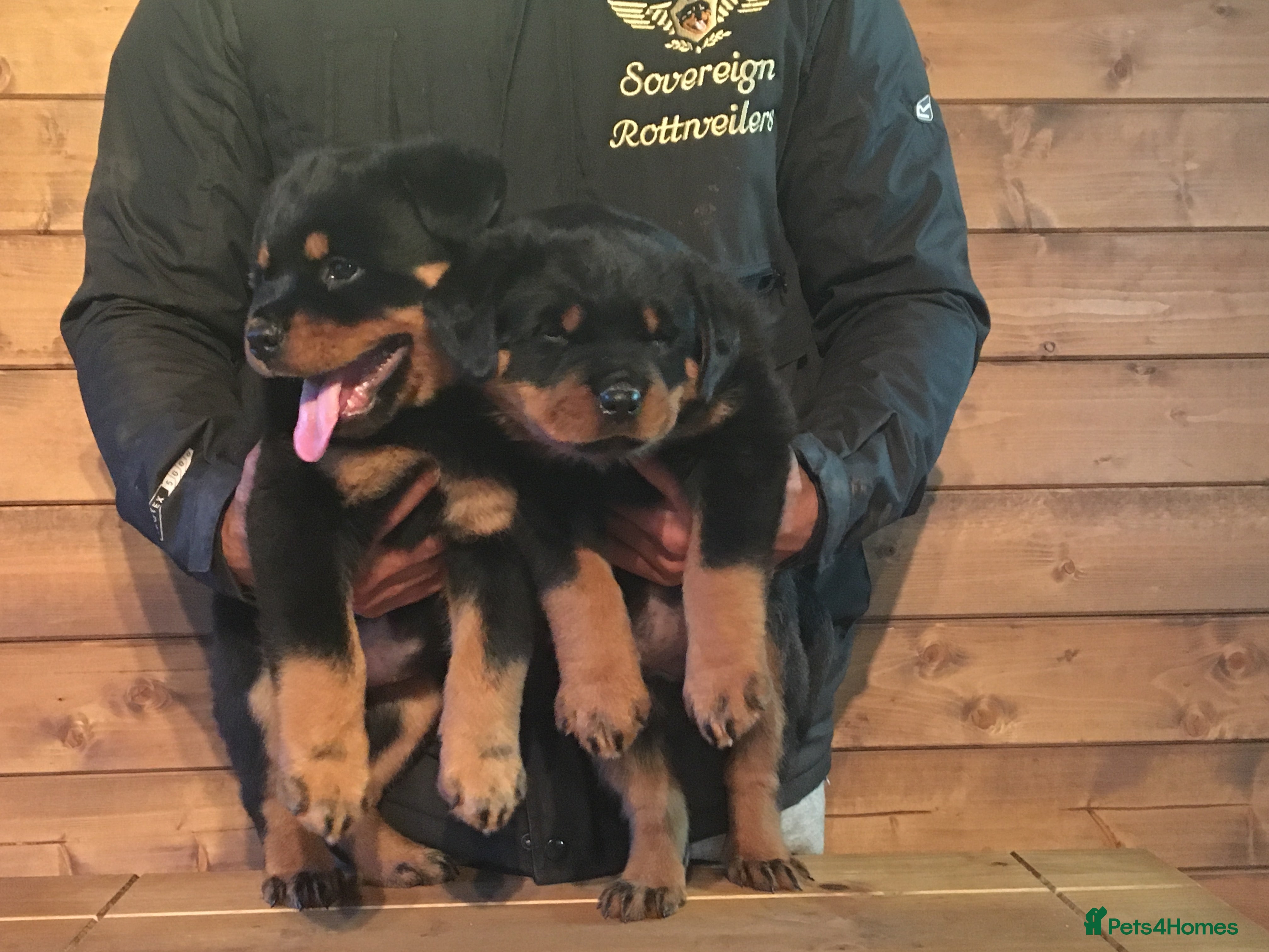 Rottweiler dogs XXX GERMAN ROTTWEILER PUPPIES XXX - Advert 8