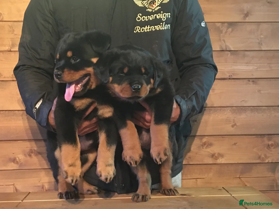 Rottweiler dogs for sale: XXX GERMAN ROTTWEILER PUPPIES XXX - Advert 1