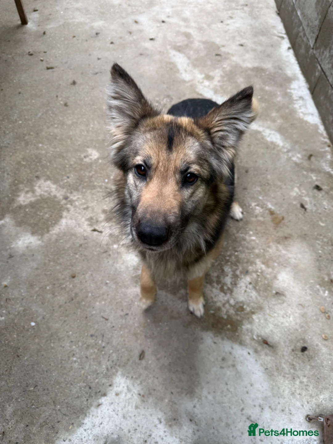 Mixed Breed dogs for adoption: Saturday 🩷 - Advert 2