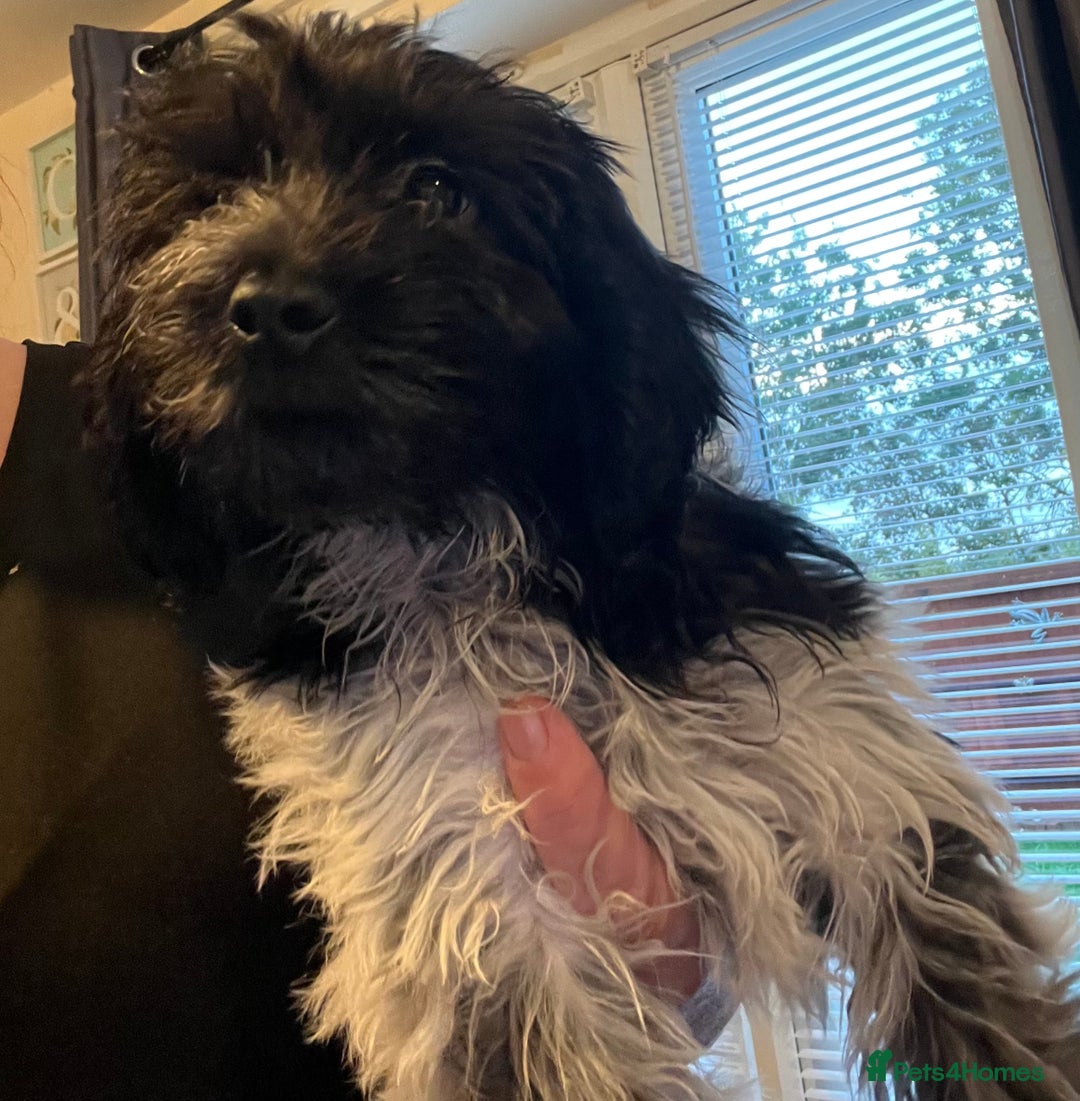 Cockapoo dogs for sale: F1b beautiful girl  - Image 29