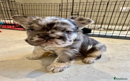 French Bulldog dogs for sale: Visual Fluffy French Bulldogs x 4 Male - Advert 28