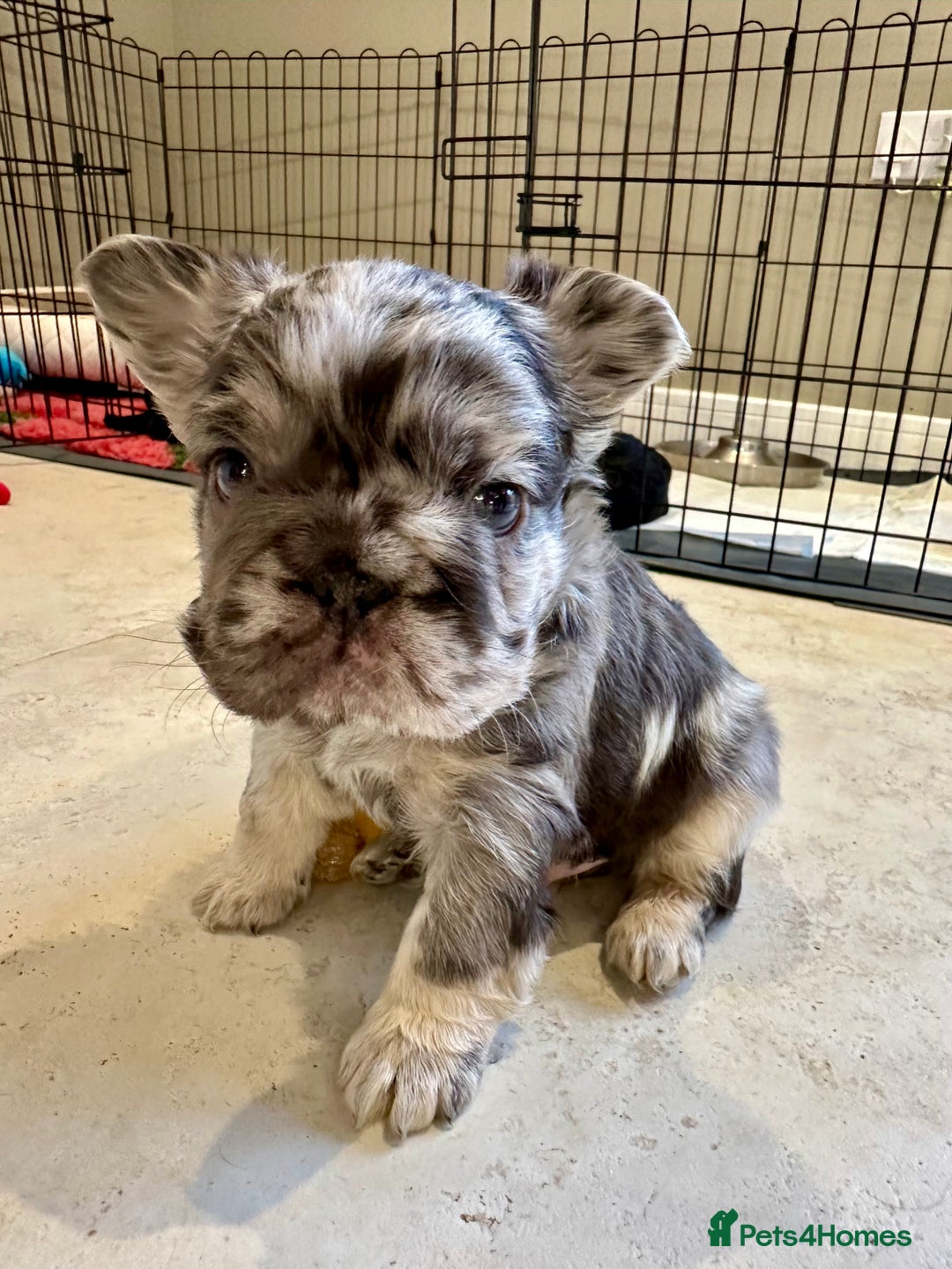 French Bulldog dogs for sale: Visual Fluffy French Bulldogs x 4 Male - Advert 28