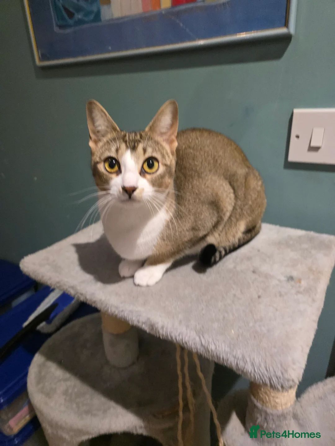 Singapura cats for sale: Accidental Singapura x Abyssinian x Moggie in Lowestoft - Advert 2