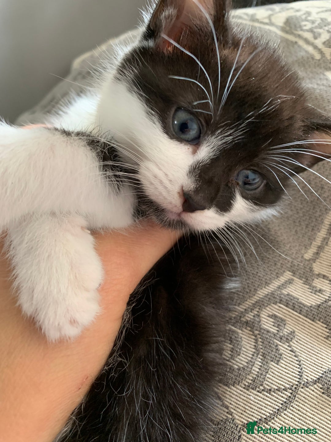 British Shorthair cats for sale: Gorgeous Kittens  - Image 23