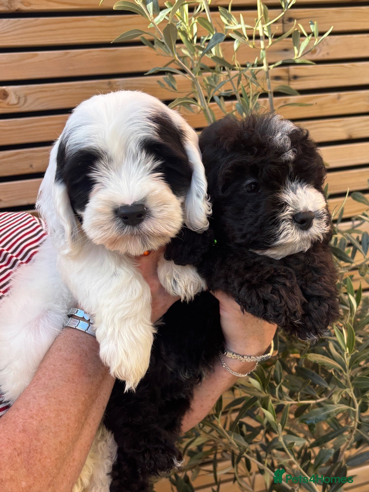 Sheepadoodle dogs Miniature Sheepadoodles - Advert 7