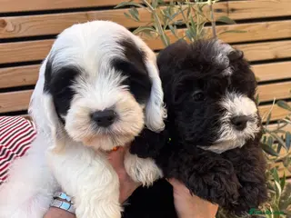 Sheepadoodle dogs Miniature Sheepadoodles - Advert 7