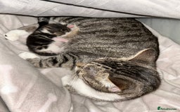 Bengal cats for sale: Boy bengul kitten 2weeks 5 days old - Image 6