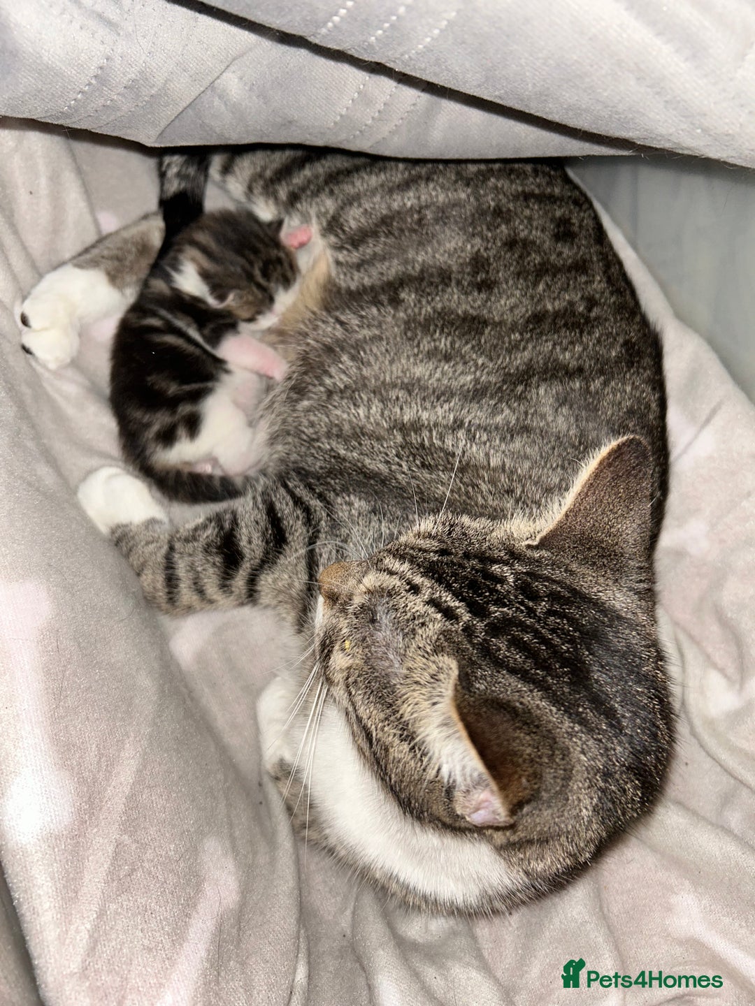 Bengal cats for sale: Boy bengul kitten 2weeks 5 days old - Image 6