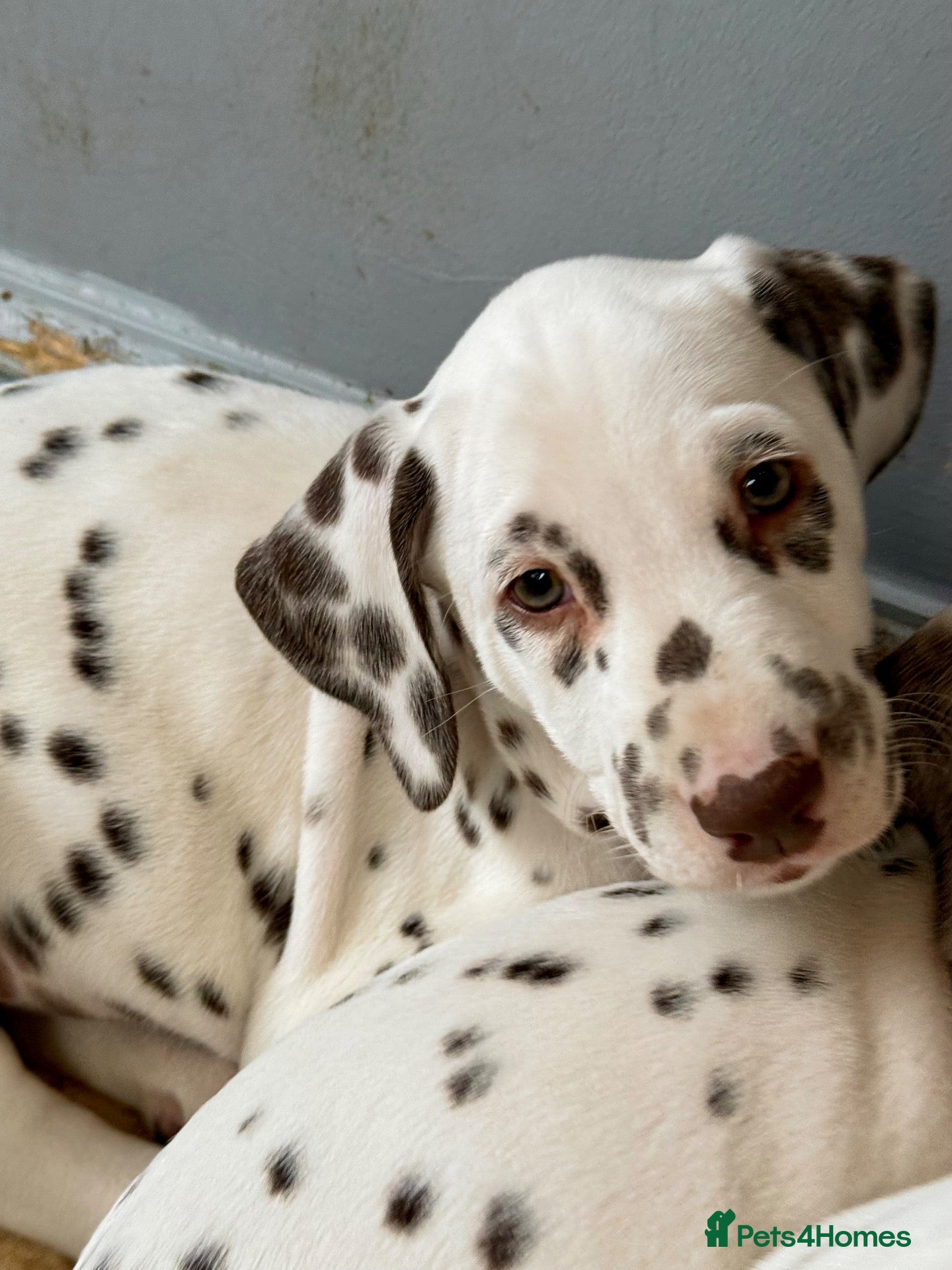 Dalmatian dogs Dalmatian girl - ready 23/10/2026 - Advert 3