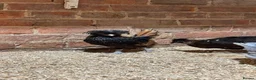 Chickens poultry for sale: Polish chickens available  - Advert 7