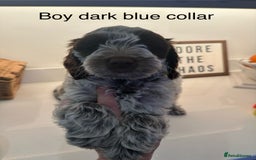 Cockapoo dogs for sale: Cockapoo puppies. Fully DNA tested.  - Image 26