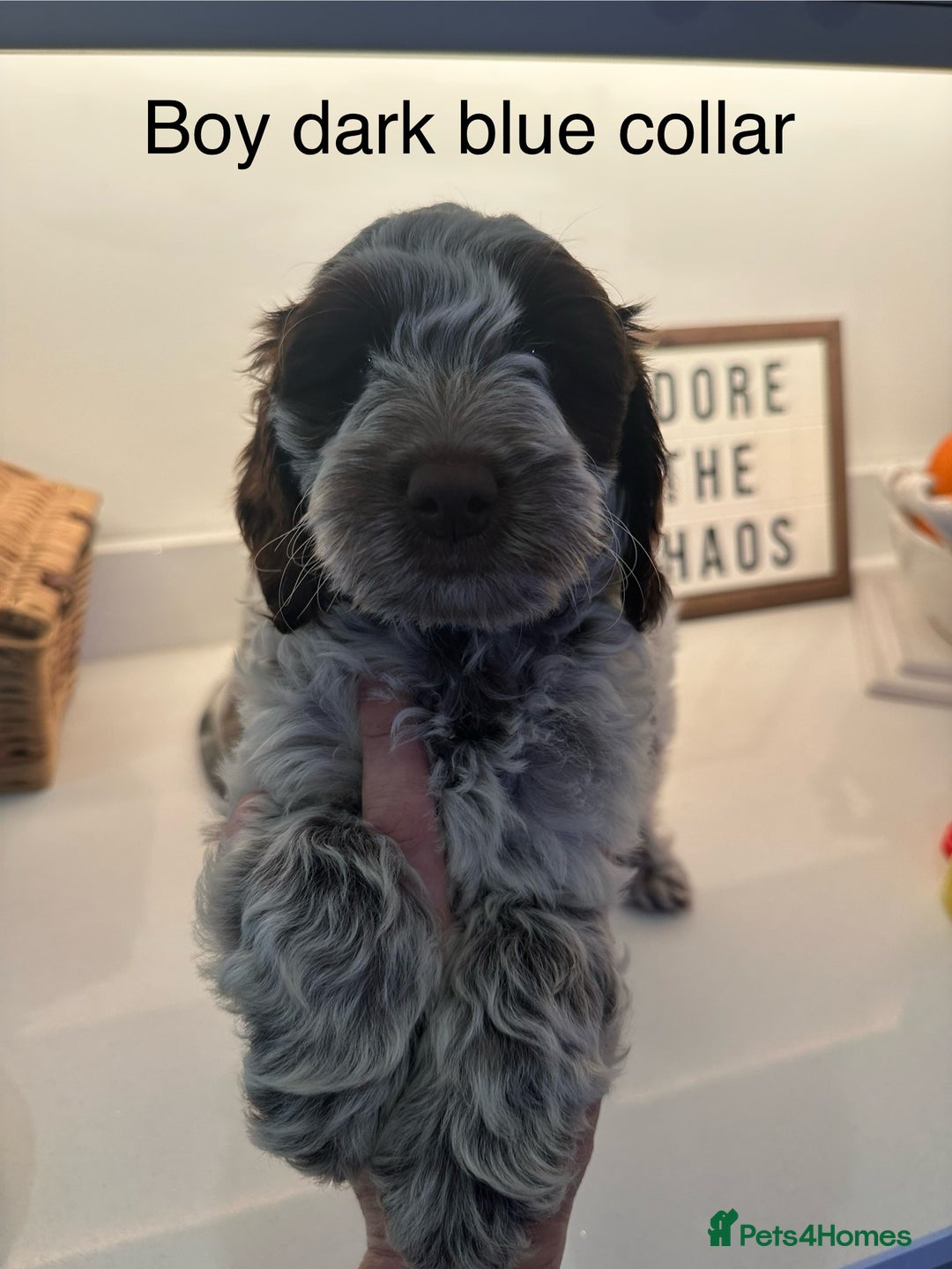 Cockapoo dogs for sale: Cockapoo puppies. Fully DNA tested.  - Image 26