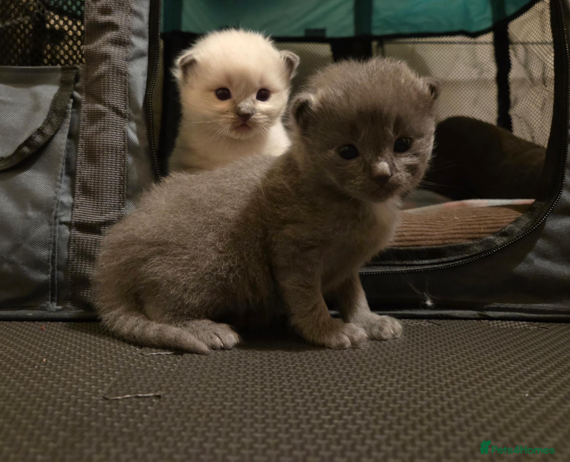 Ragdoll cats 1 rare blue solid pedigree ragdoll left 💙 - Advert 2