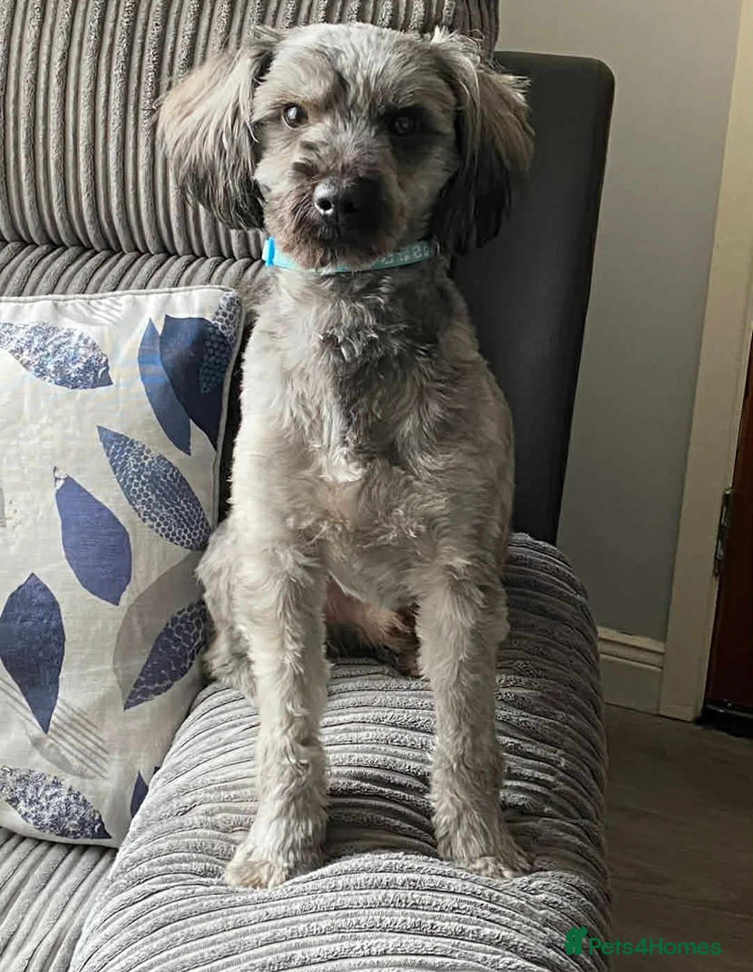Yorkiepoo dogs for sale: 5 Yr Old Male Yorkiepoo Seeking Forever Home  - Advert 4