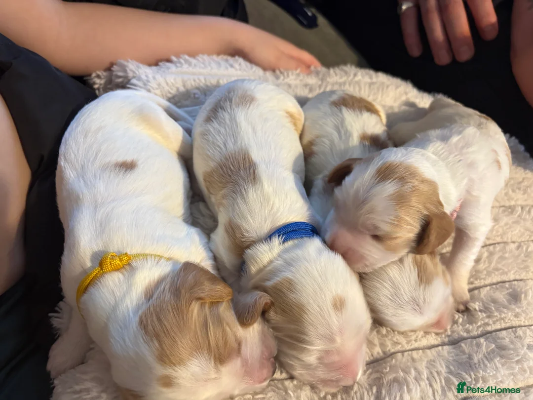 Cocker Spaniel dogs for sale: Cocker spaniel puppies  in Rotherham - Advert 12