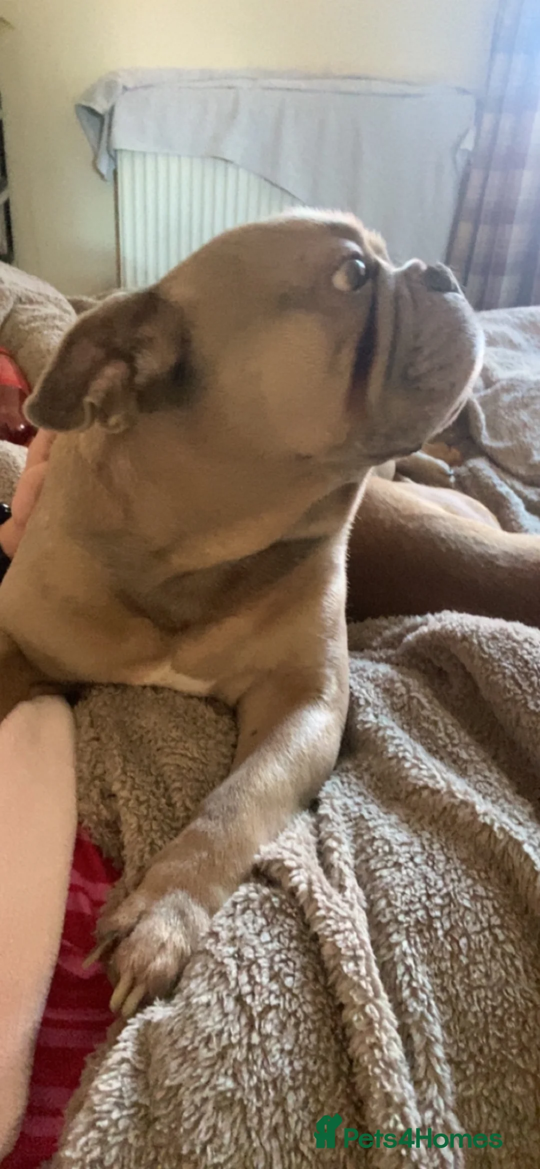 Mixed Breed dogs for sale:  ** - Charlie & Troy in Bolton - Advert 5