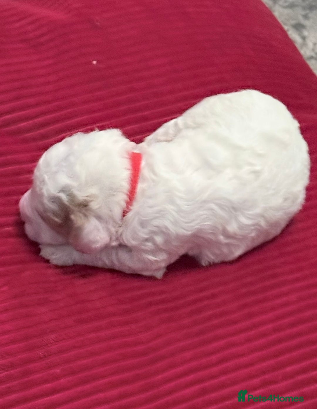 Cavapoo dogs for sale: F2 cavapoo puppies for sale - Advert 1