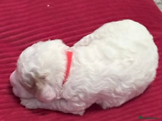 Cavapoo dogs F2 cavapoo puppies for sale - Advert 1