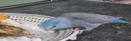 Parrots birds for sale: Parrotlet Male - Advert 11