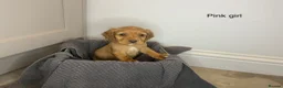 Cocker Spaniel dogs for sale: KC Reg hereditary clear working Cocker spaniels in Ingatestone - Advert 7