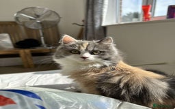 Ragdoll cats for sale: 🎄 Rare Ragdoll Kittens – Ready for Christmas! 🎄 - Advert 2