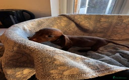 Miniature Dachshund dogs for sale: Miniature dachshund  - Image 11