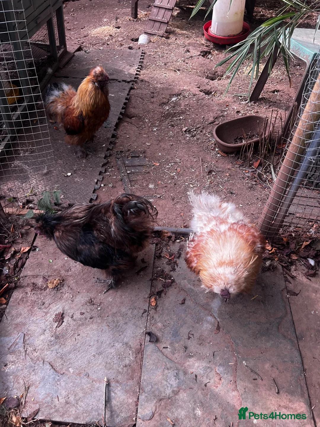 Chickens poultry for sale: Silkie cockerels in Newport - Advert 2