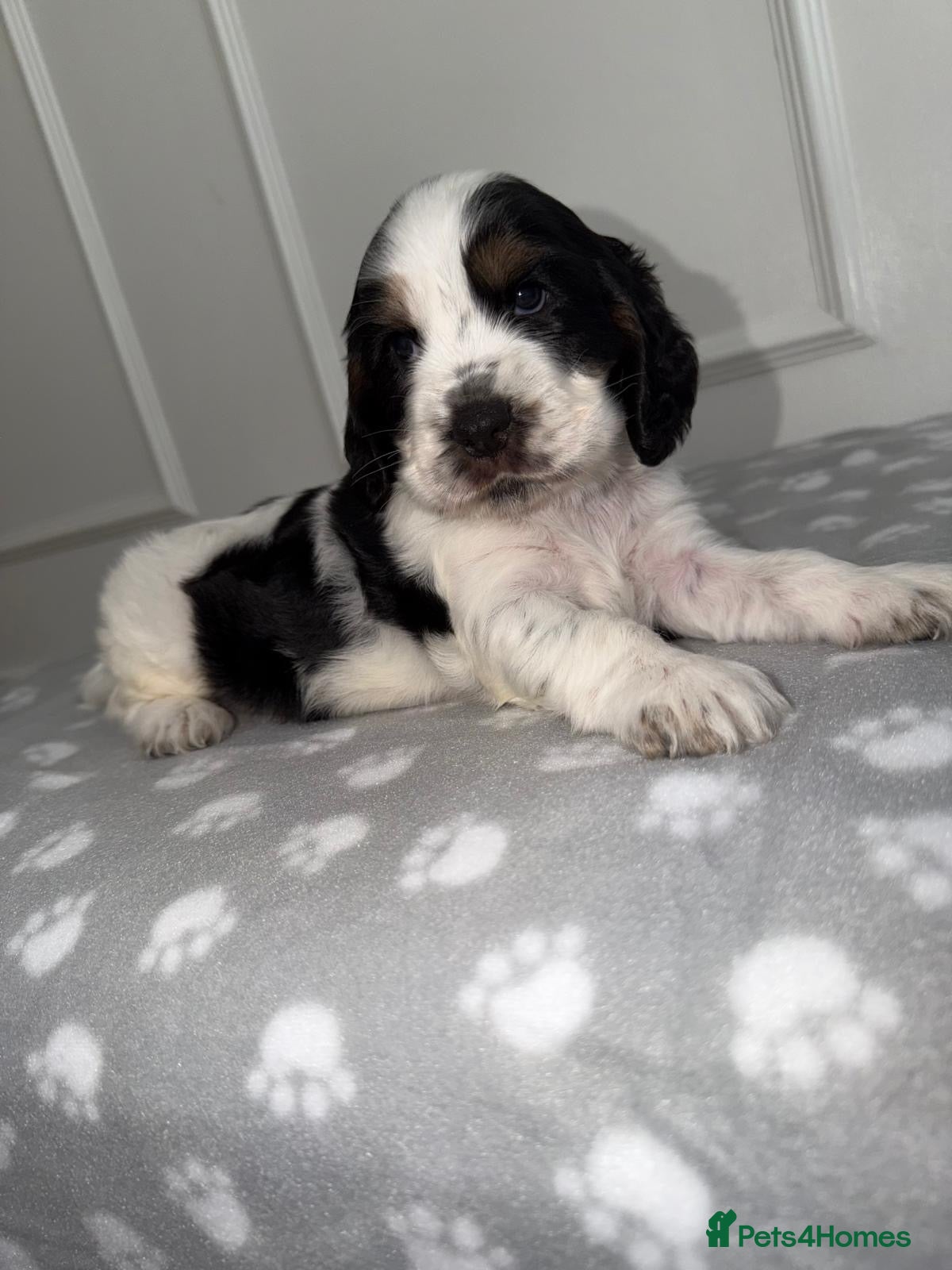 Cocker Spaniel dogs 🐾Six Beautiful KC Show Cocker Spaniels Puppies 🐾 - Advert 2