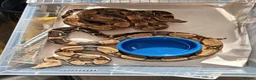 Boa Snake reptiles for sale: Baby Boa constrictors  - Advert 7