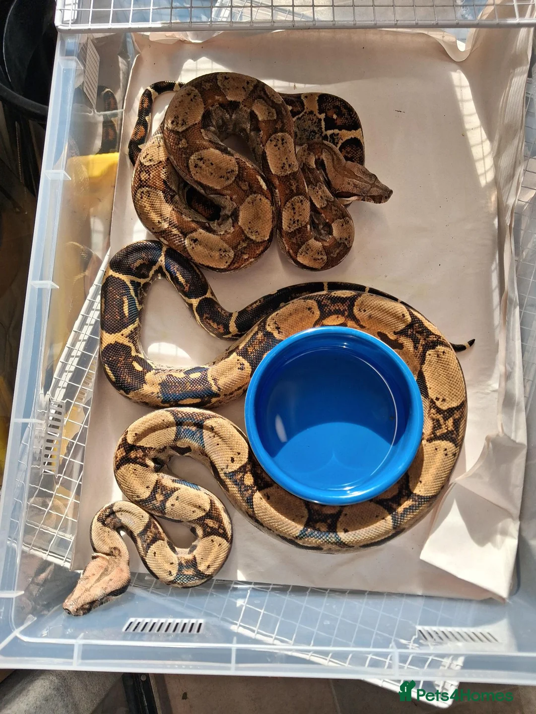 Boa Snake reptiles for sale: Baby Boa constrictors  - Advert 7