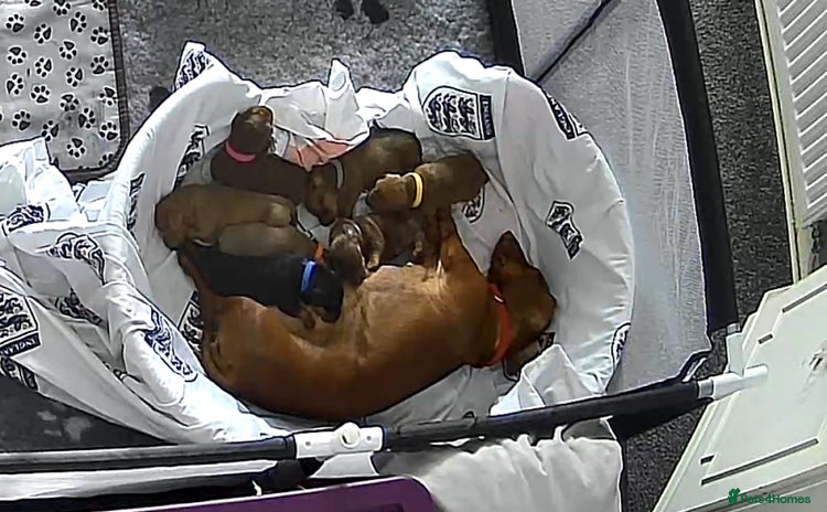 Dachshund dogs - Advert 11
