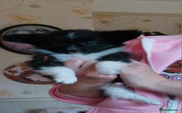 Papillon dogs for sale: 2 beautifulexamples of this beautiful breed - Advert 6