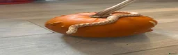 Snake reptiles for sale: Toffee hognose snake - Advert 3