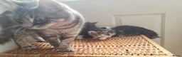 Mixed Breed cats for sale: 5 kittens for sale  - Advert 11