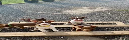 Jack Russell dogs for sale: Mini Jack Russel Terriers - Advert 3