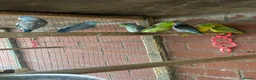 Mixed Breed birds for sale: Birds for sale *read description*  - Advert 22