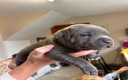 Staffordshire Bull Terrier dogs for sale: Exceptional Champion Pedigree, beautiful blues!! - Image 12