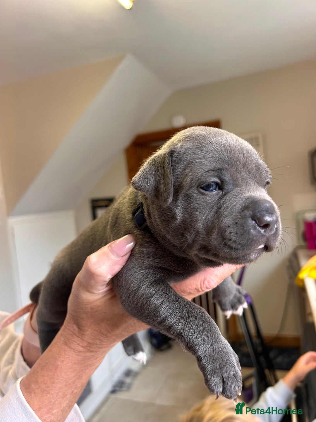 Staffordshire Bull Terrier dogs for sale: Exceptional Champion Pedigree, beautiful blues!! - Image 12