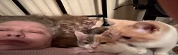 British Shorthair cats for sale: British short hair kittens in Blackpool - Advert 9