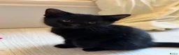Mixed Breed cats for sale: 5 Beautiful Black Mixed Breed Kittens - Advert 30