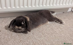 Mini Lop rabbits for sale: 3 stunning mini lops  - Image 4