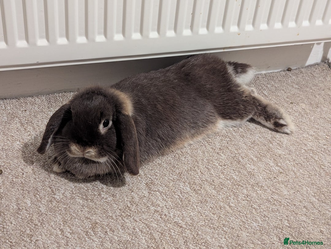 Mini Lop rabbits for sale: 3 stunning mini lops  - Image 4