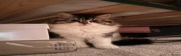 British Shorthair cats for sale: 5 kittens ready for loving homes  in Hull - Advert 1