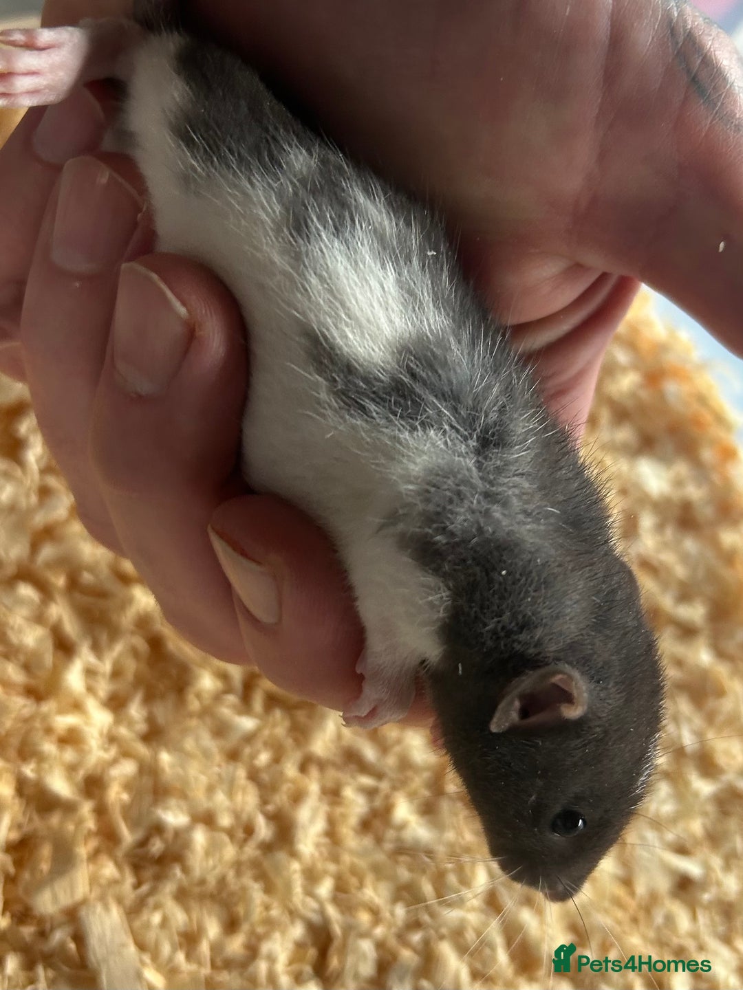 Rat rodents for sale: Beautiful baby rats for sale  - Advert 4