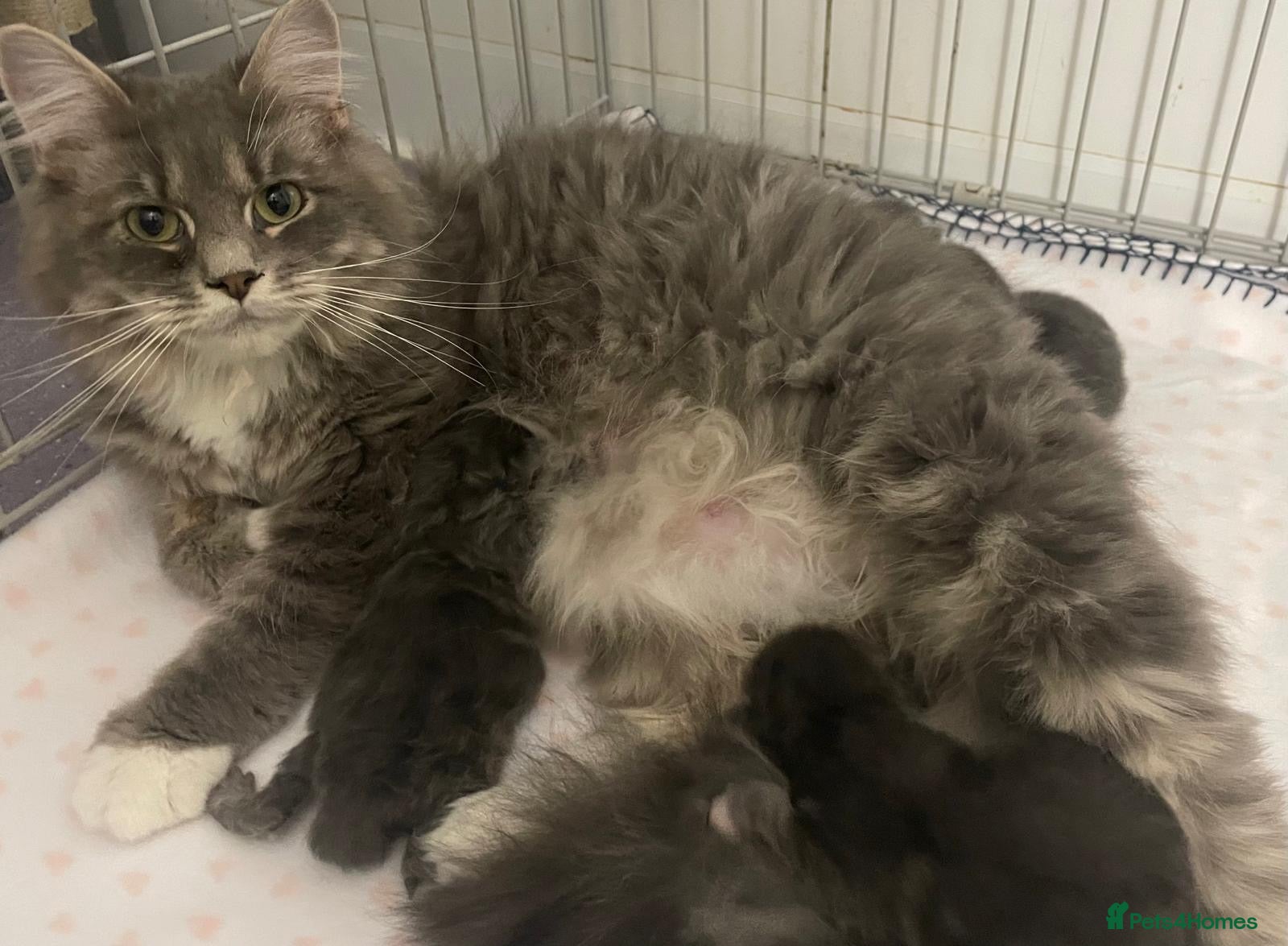 Mixed Breed cats for sale: Maine Coon X Half Ragdoll Kittens  - Advert 4